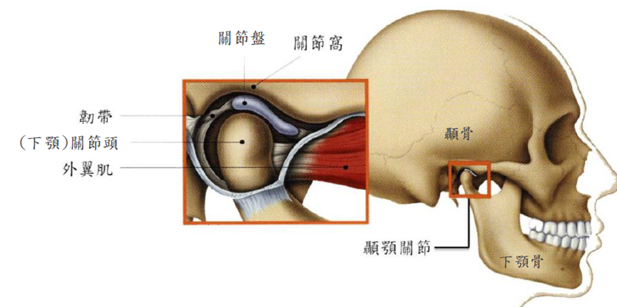 顳顎關節解剖圖